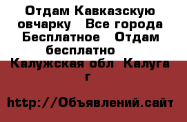 Отдам Кавказскую овчарку - Все города Бесплатное » Отдам бесплатно   . Калужская обл.,Калуга г.